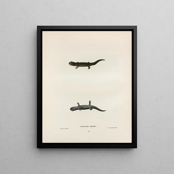 Salamander Talpoïde Painting - John Edwards Holbrook — framed artwork on a wall