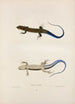 Scinque fascié - John Edwards Holbrook — artwork view