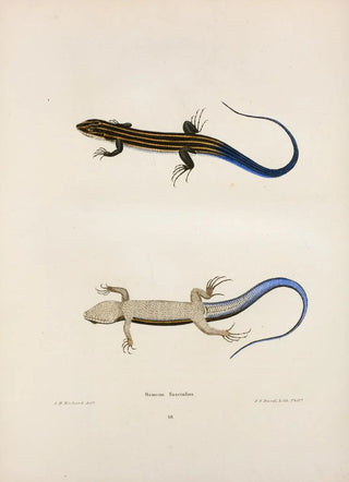 John Edwards Holbrook - Scincus fasciatus.webp