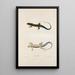 Scinque fascié - John Edwards Holbrook — framed artwork on a wall