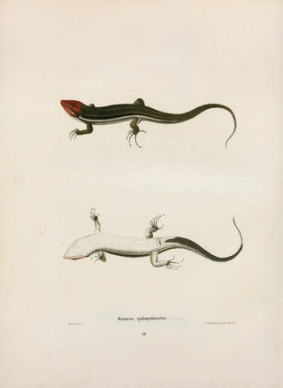 John Edwards Holbrook - Scincus quinquelineatus.webp