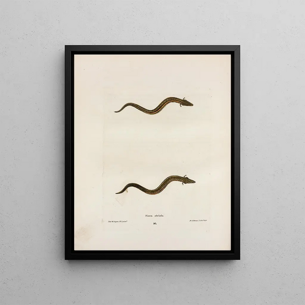 Sirène rayée - John Edwards Holbrook — framed artwork on a wall