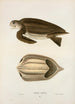 Tortue coriace - John Edwards Holbrook — artwork view