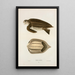Tortue coriace - John Edwards Holbrook — framed artwork on a wall