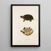 Tortue odorante - John Edwards Holbrook — framed artwork on a wall