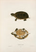 Tortue odorante - John Edwards Holbrook — artwork view