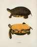Turtle Polyphème - John Edwards Holbrook — artwork view