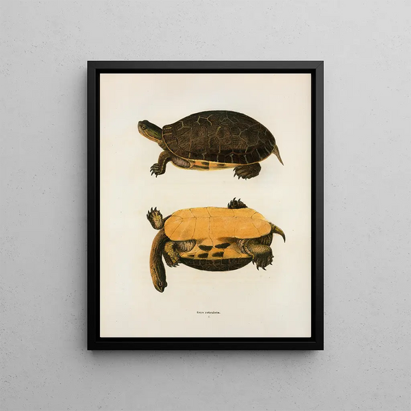 Turtle Polyphème - John Edwards Holbrook — framed artwork on a wall