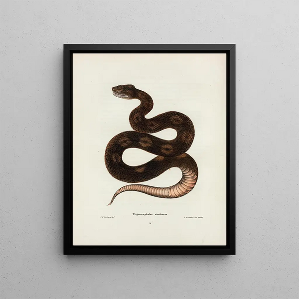 Trigonocephalus afrofuscus - John Edwards Holbrook — framed artwork on a wall