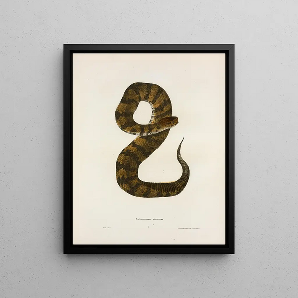 Trigonocephalus piscivorus - John Edwards Holbrook — framed artwork on a wall