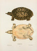 Tortue molle féroce - John Edwards Holbrook — artwork view