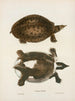 Trionyx muticus - John Edwards Holbrook — artwork view