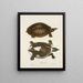 Trionyx muticus - John Edwards Holbrook — framed artwork on a wall