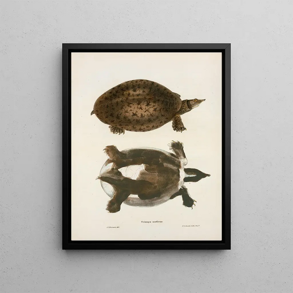 Trionyx muticus - John Edwards Holbrook — framed artwork on a wall