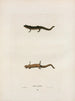 Triton dorsalis - John Edwards Holbrook — artwork view