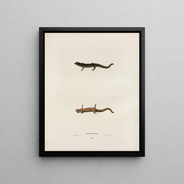 Triton dorsalis - John Edwards Holbrook — framed artwork on a wall