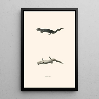 John Edwards Holbrook - Triton nigra.webp