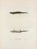 Triton porphyriticus - John Edwards Holbrook — artwork view