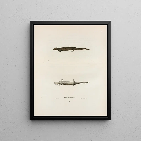 Triton porphyriticus - John Edwards Holbrook — framed artwork on a wall