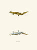 Triton tigrinus - John Edwards Holbrook — artwork view