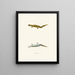 Triton tigrinus - John Edwards Holbrook — framed artwork on a wall