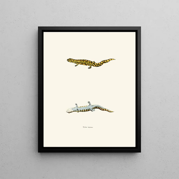 Triton tigrinus - John Edwards Holbrook — framed artwork on a wall
