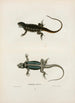 Tropidolepis ondulé - John Edwards Holbrook — artwork view