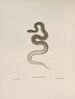 Tropidonotus dekayi - John Edwards Holbrook — artwork view