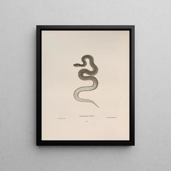 Tropidonotus dekayi - John Edwards Holbrook — framed artwork on a wall