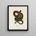 Tropidonotus erythrogaster - John Edwards Holbrook — framed artwork on a wall