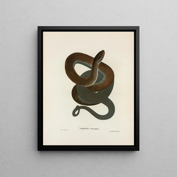 Tropidonotus erythrogaster - John Edwards Holbrook — framed artwork on a wall