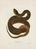 Tropidonotus fasciatus - John Edwards Holbrook — artwork view