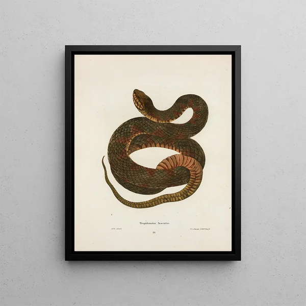 Tropidonotus fasciatus - John Edwards Holbrook — framed artwork on a wall