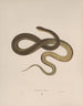 Tropidonotus leberis - John Edwards Holbrook — artwork view