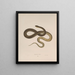 Tropidonotus leberis - John Edwards Holbrook — framed artwork on a wall
