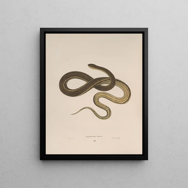 Tropidonotus leberis - John Edwards Holbrook — framed artwork on a wall