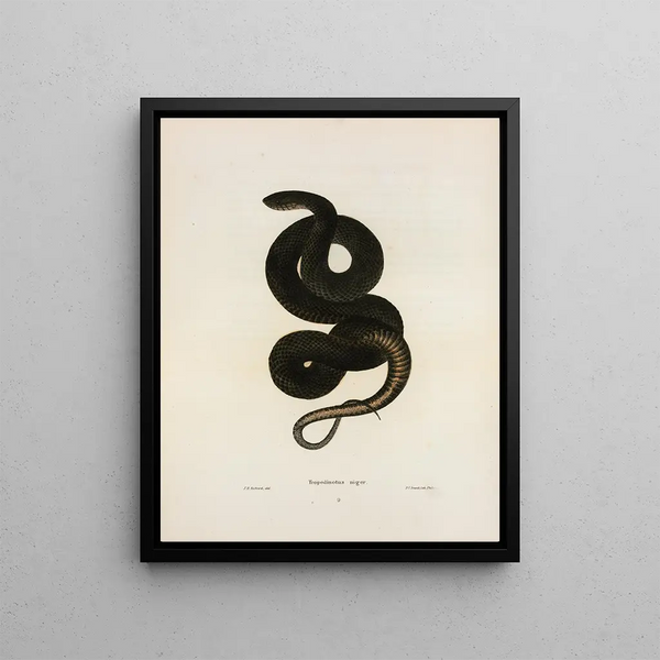 Tropidonotus niger - John Edwards Holbrook — framed artwork on a wall