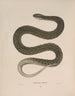 Tropidonotus disposé - John Edwards Holbrook — artwork view