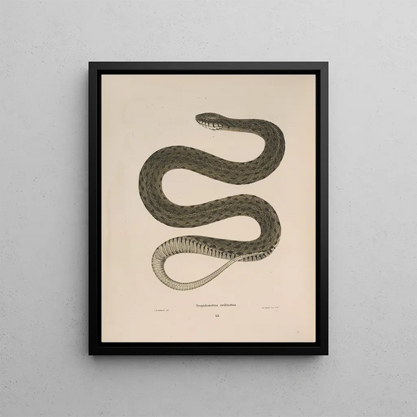Tropidonotus disposé - John Edwards Holbrook — framed artwork on a wall