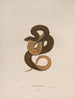 Tropidonotus rigide - John Edwards Holbrook — artwork view