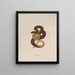 Tropidonotus rigide - John Edwards Holbrook — framed artwork on a wall