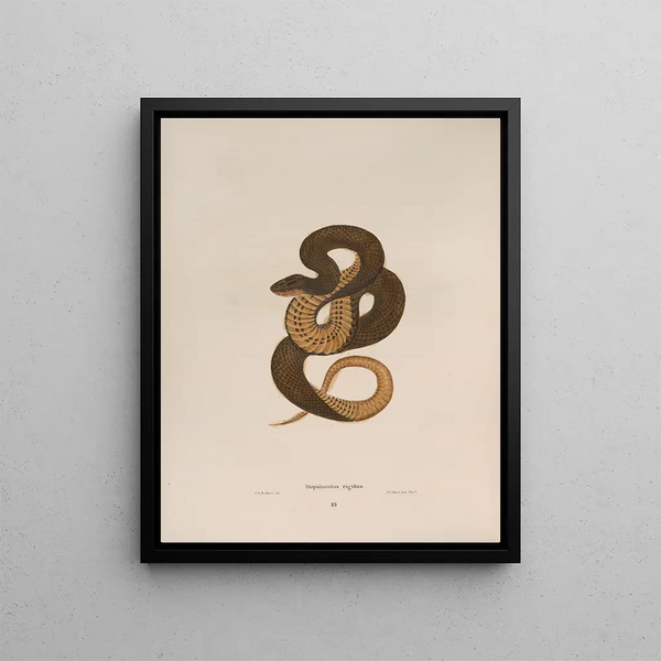 Tropidonotus rigide - John Edwards Holbrook — framed artwork on a wall