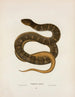 Tropidonotus sipedon - John Edwards Holbrook — artwork view