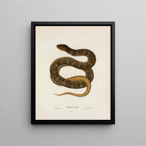 Tropidonotus sipedon - John Edwards Holbrook — framed artwork on a wall