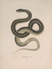 Tropidonotus sirtalis - John Edwards Holbrook | Painting — artwork view