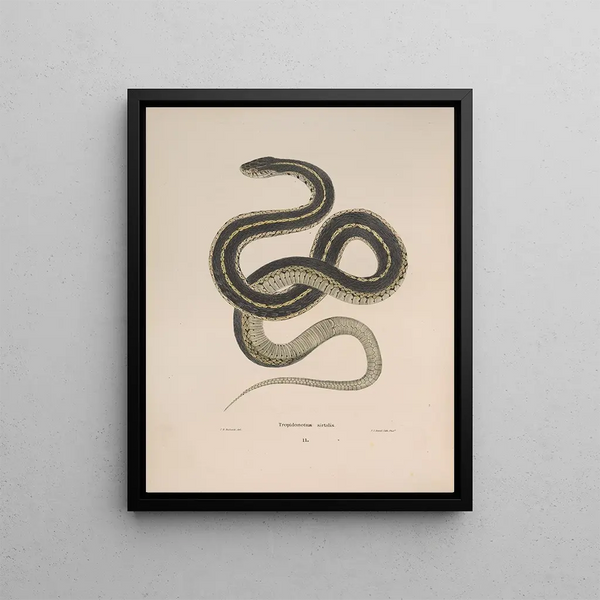 Tropidonotus sirtalis - John Edwards Holbrook | Painting — framed artwork on a wall
