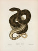 Tropidonotus taxispilotus - John Edwards Holbrook — artwork view