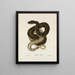 Tropidonotus taxispilotus - John Edwards Holbrook — framed artwork on a wall