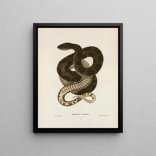 Tropidonotus taxispilotus - John Edwards Holbrook — framed artwork on a wall