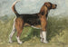 Tomboy, a beagle in a landscape - John Emms — artwork view